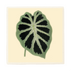Alocasia Leaf Plant Coaster