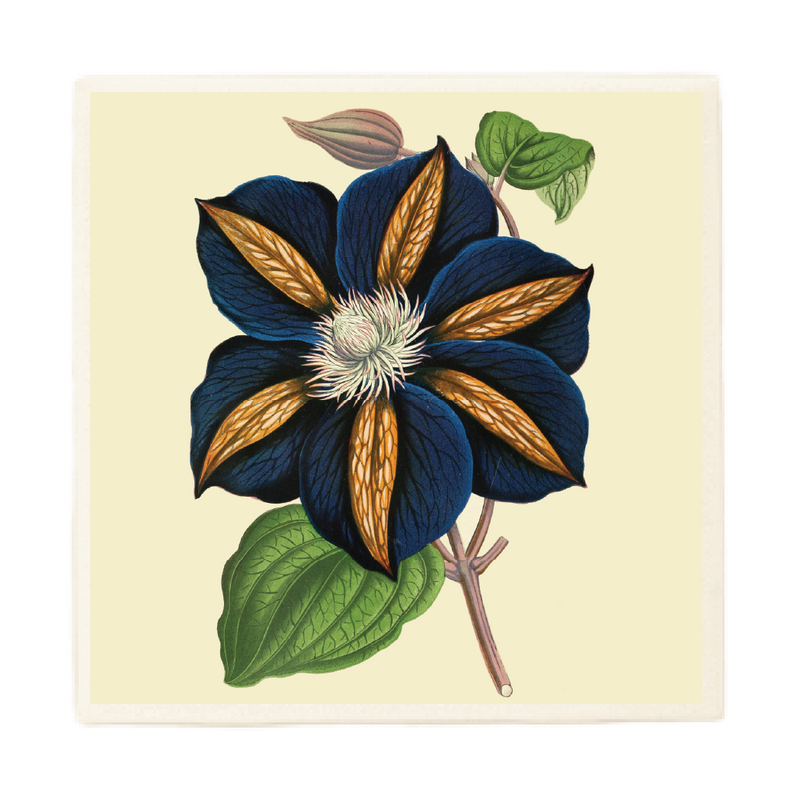 Blue Clematis Plant Coaster