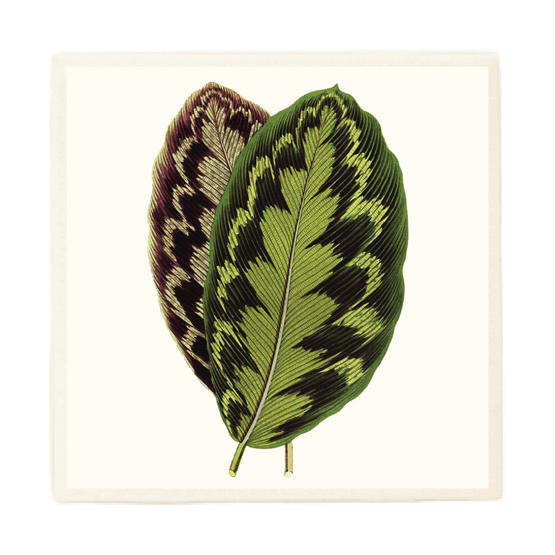 Calathea Leaves Plant Coaster
