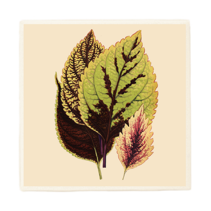 Coleus Leaves Plant Coaster