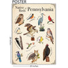 Pennsylvania Native Birds Poster
