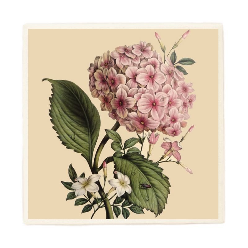 Pink Hydrangea Plant Coaster