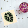 Alocasia Leaf Plant Coaster