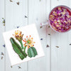 Cereus Cacti Plant Coaster
