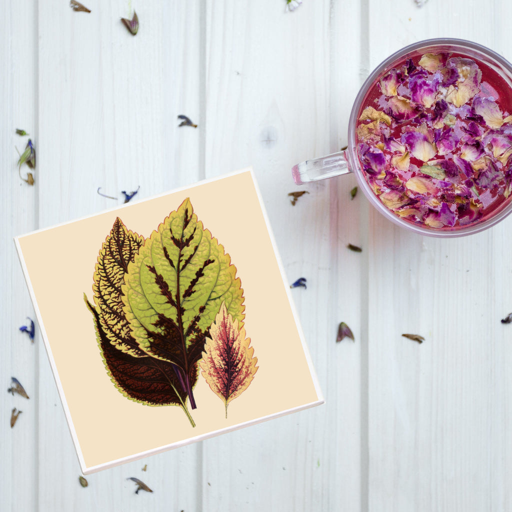 Coleus Leaves Plant Coaster